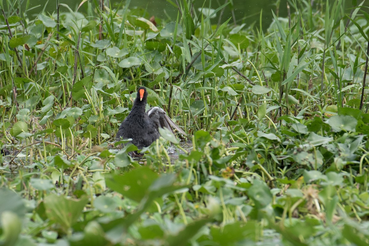 Common Gallinule - ML170152811