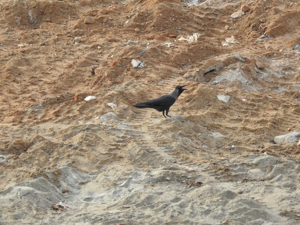 House Crow - ML170154421