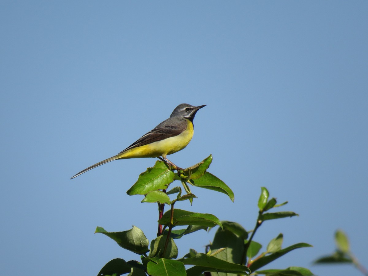 Gray Wagtail - ML170154701