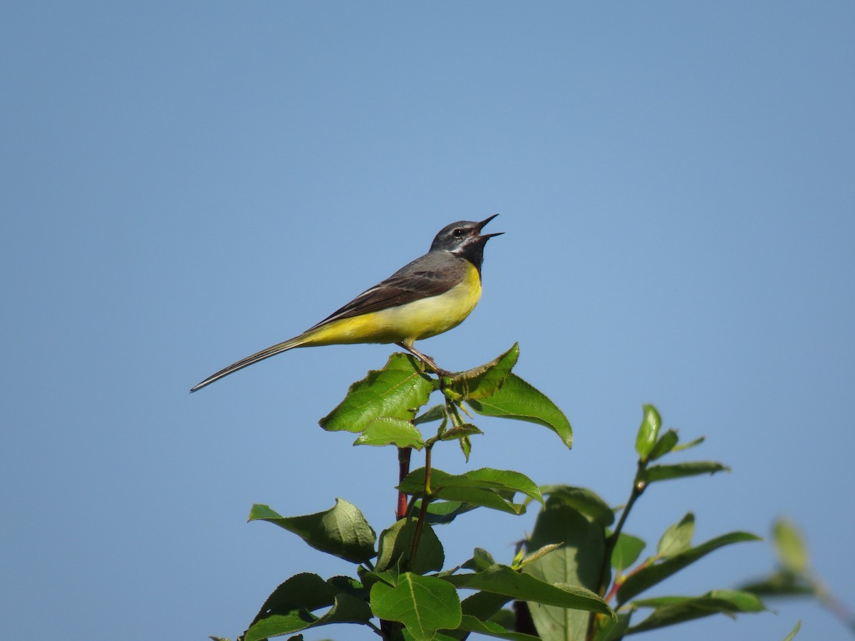 Gray Wagtail - ML170154711