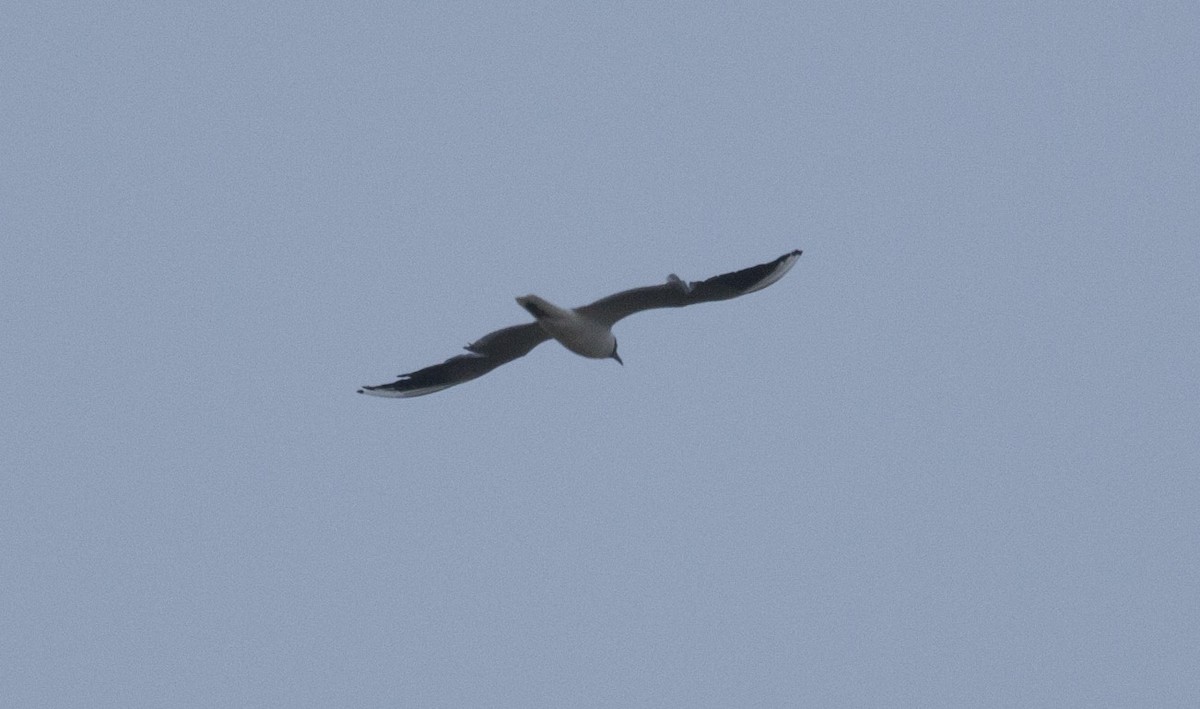 Black-headed Gull - Joel Silva