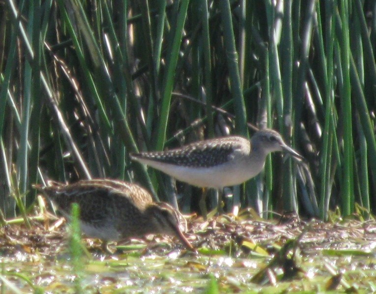 Bruchwasserläufer - ML170157031