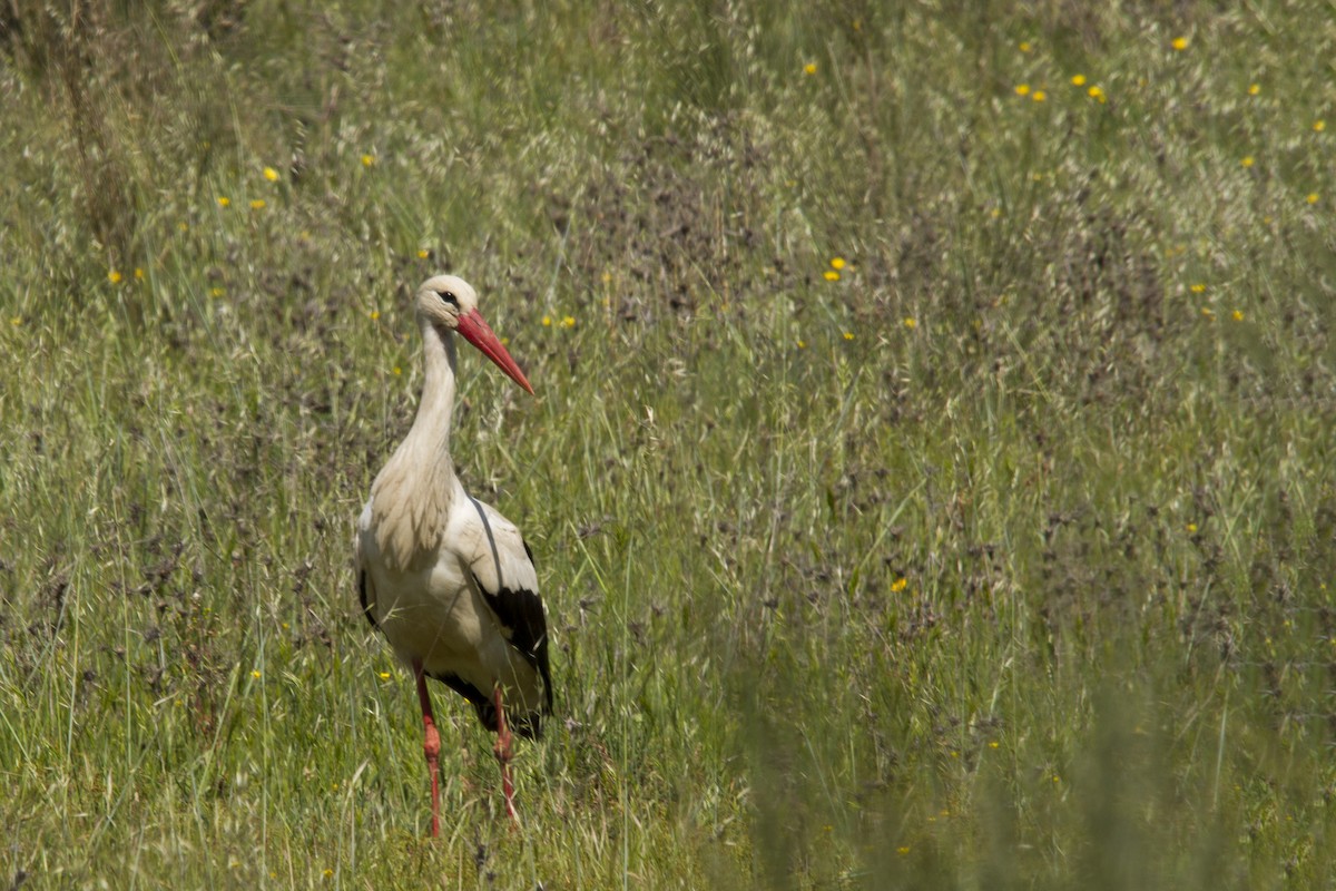 White Stork - Joel Silva