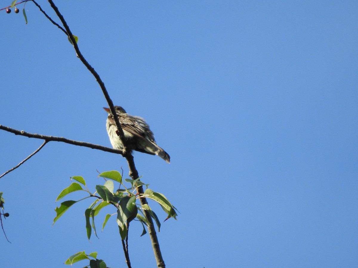 Eastern Wood-Pewee - ML170158261