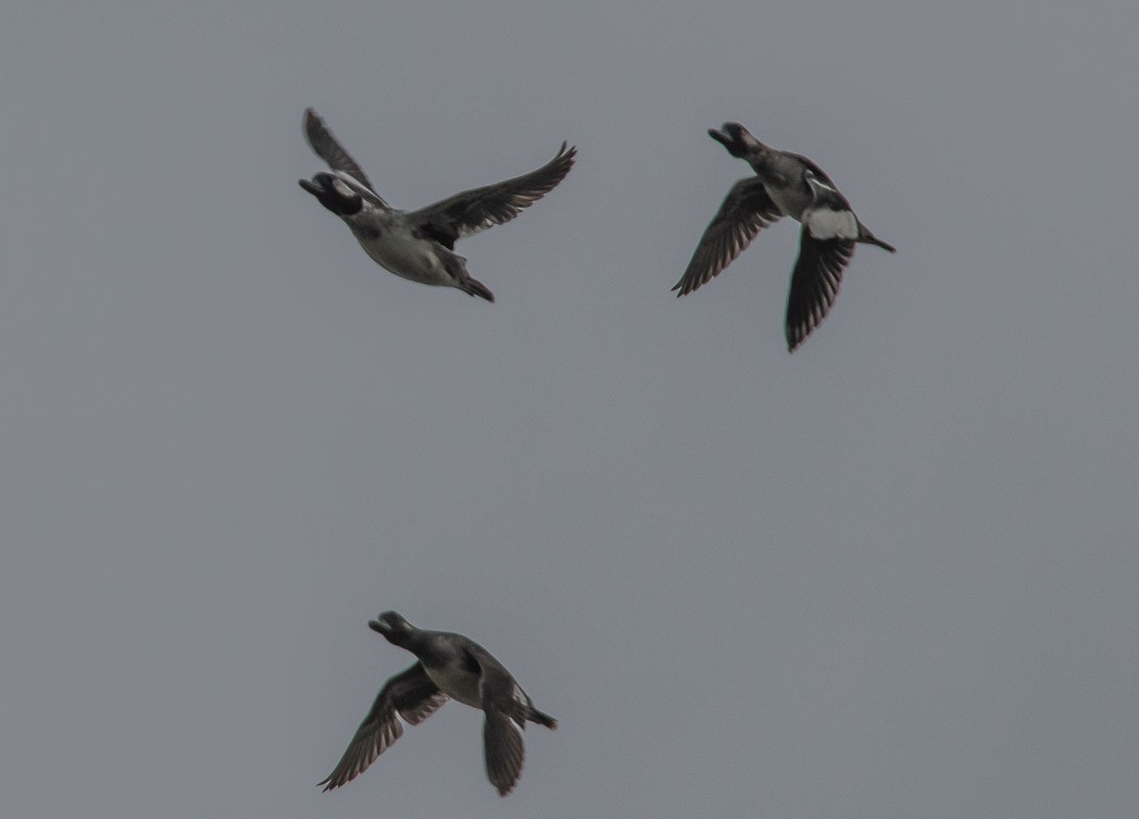 Bufflehead - ML170158771