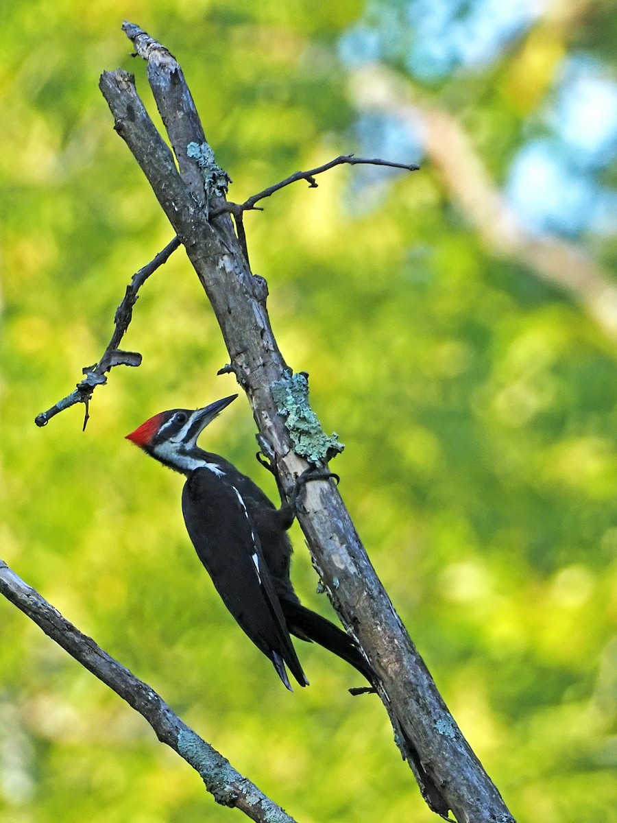 Pileated Woodpecker - Gary Mueller