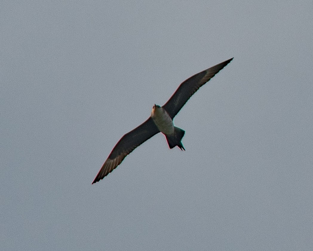 Parasitic Jaeger - ML170159531