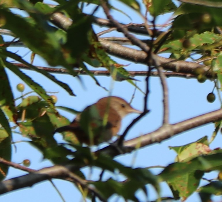 Northern House Wren - ML170161451