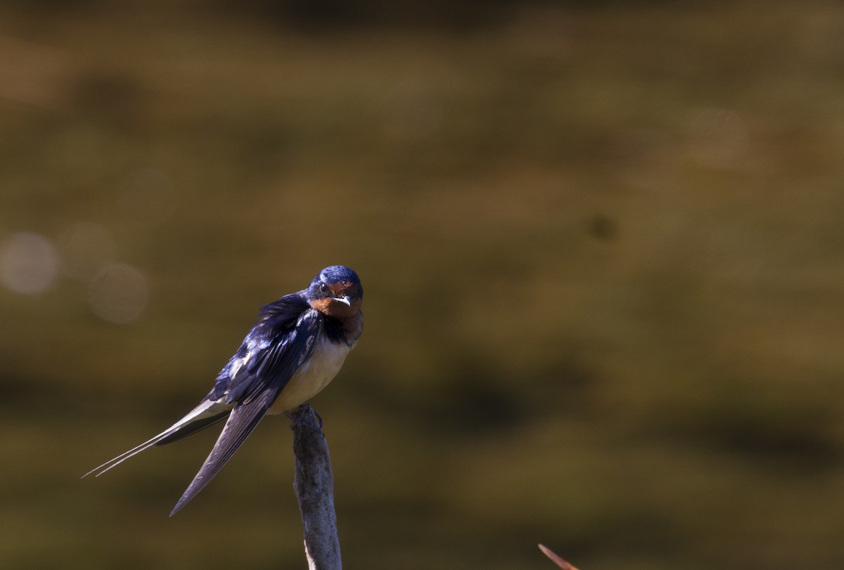 Асрын хараацай - ML170161731