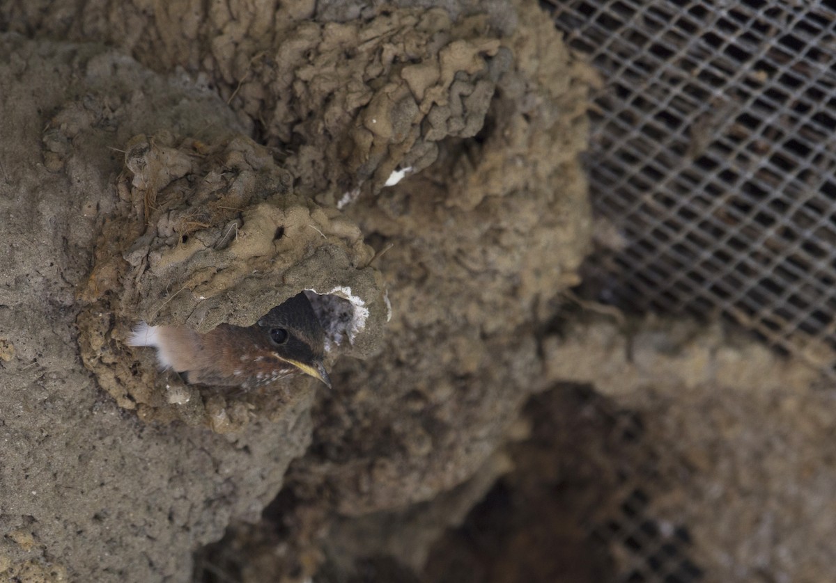 Асрын хараацай - ML170161751