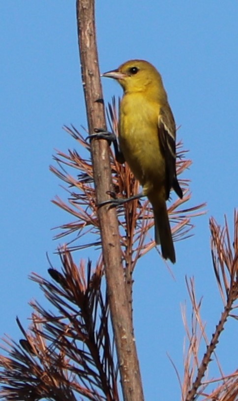 Orchard Oriole - ML170161971