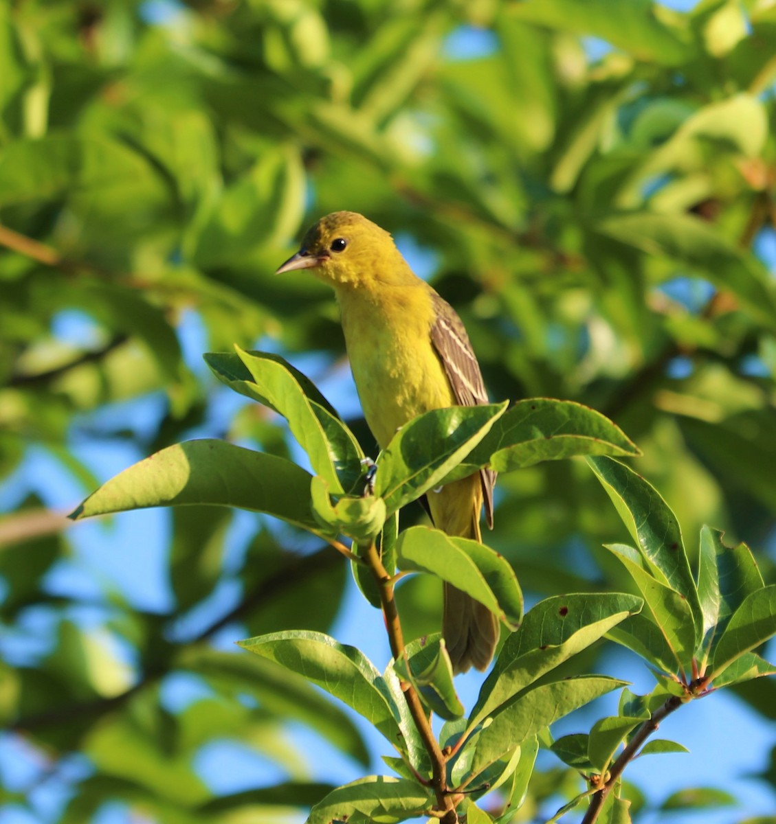 Orchard Oriole - ML170162011