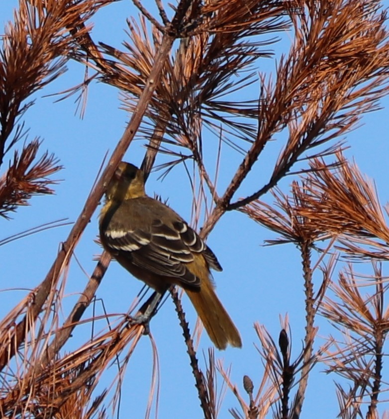 Orchard Oriole - ML170162031