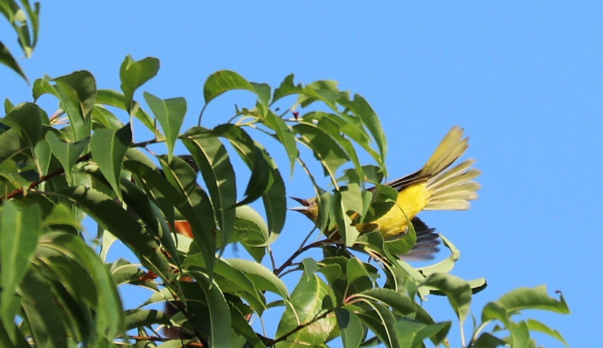 Orchard Oriole - ML170162041