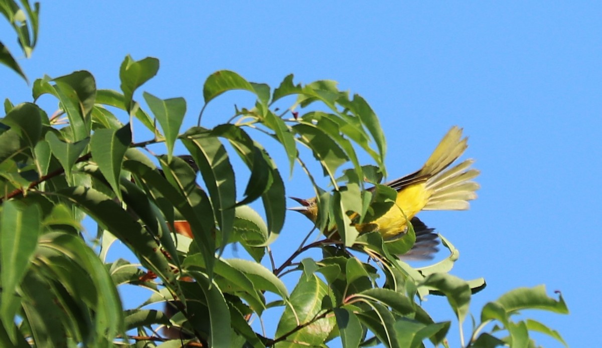 Orchard Oriole - valerie heemstra