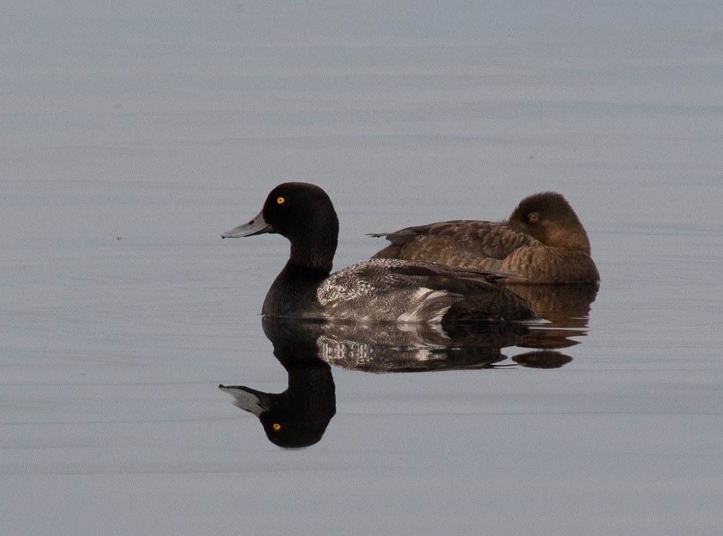 Lesser Scaup - ML170162621
