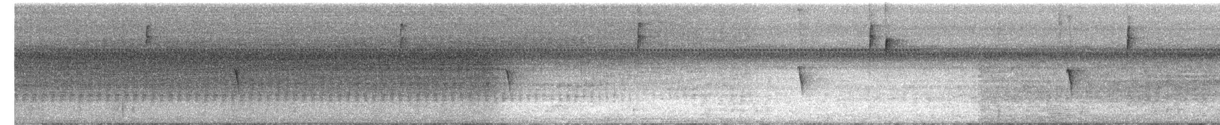 Светлобрюхий фиби - ML170162681