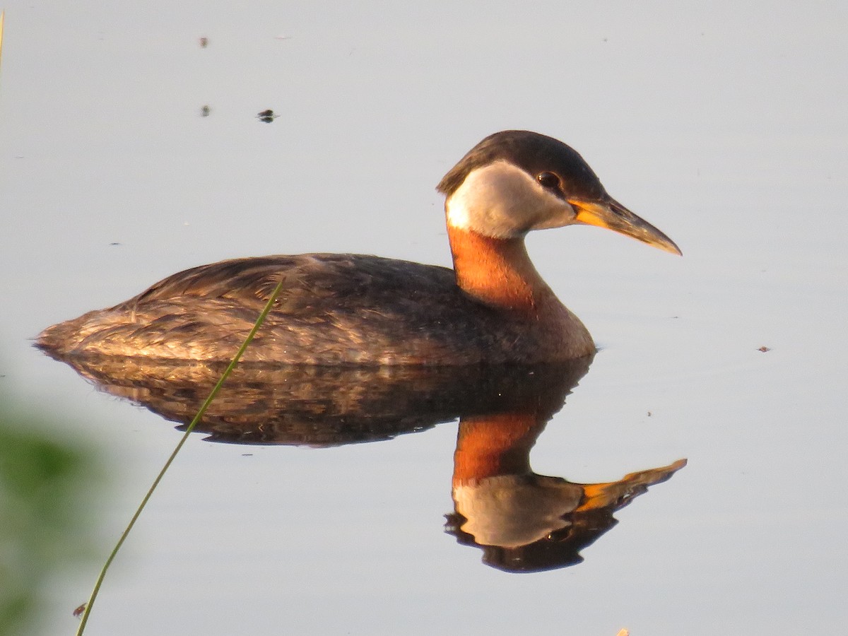 Red-necked Grebe - ML170162781