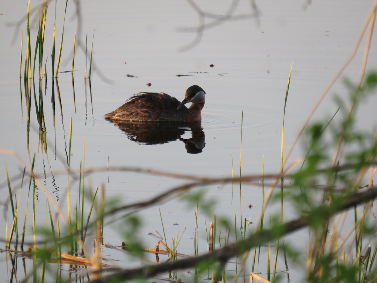 Red-necked Grebe - ML170162851