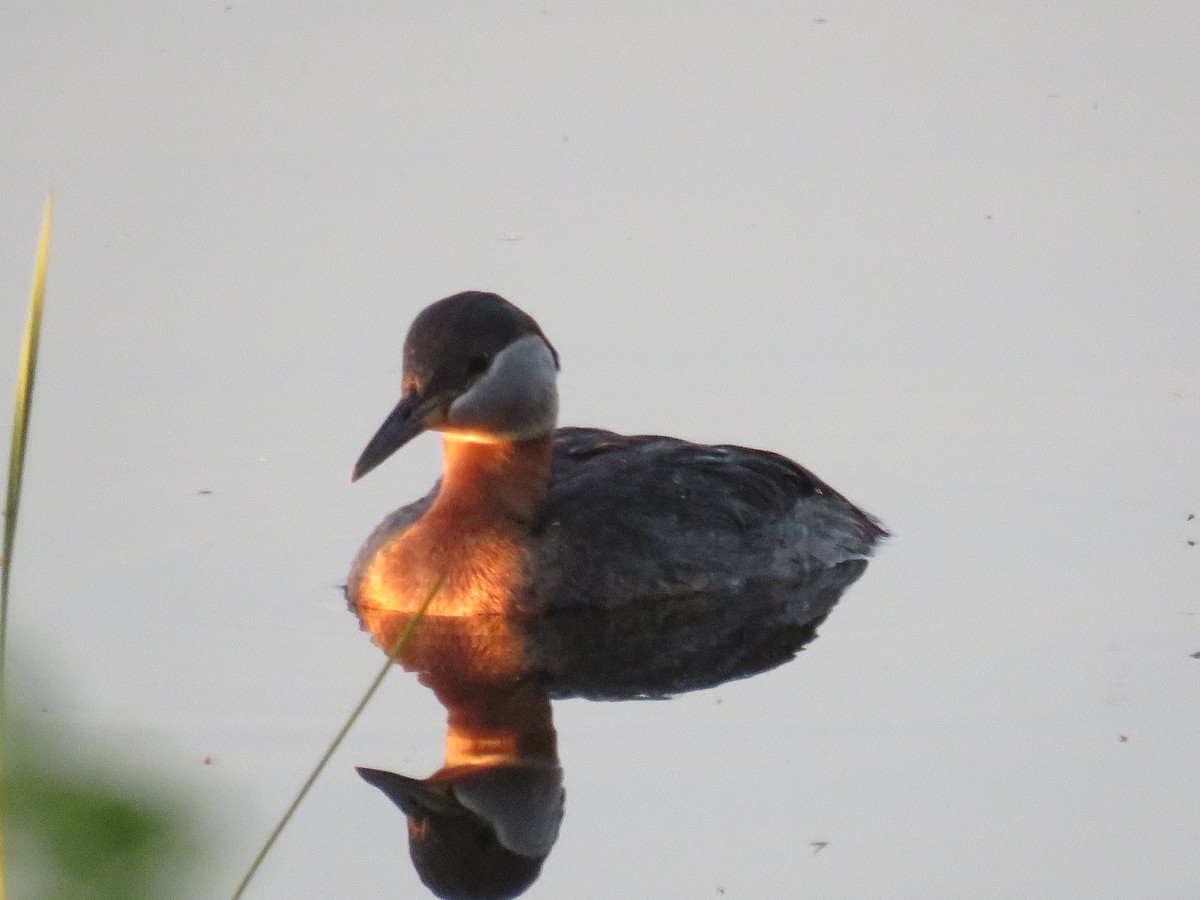 Red-necked Grebe - ML170162891