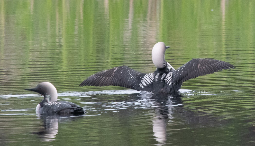 Pacific Loon - ML170163831