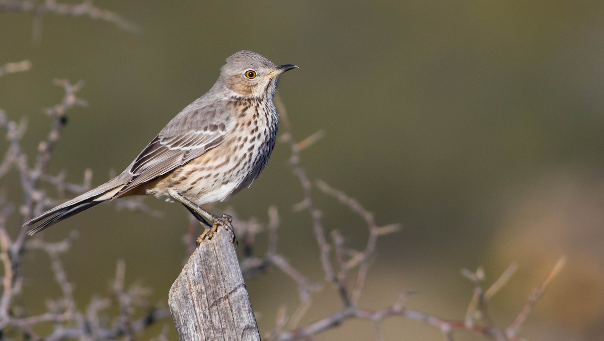 Sage Thrasher - Doug Gochfeld