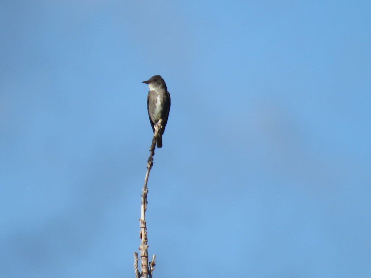 tyranovec severský - ML170164891