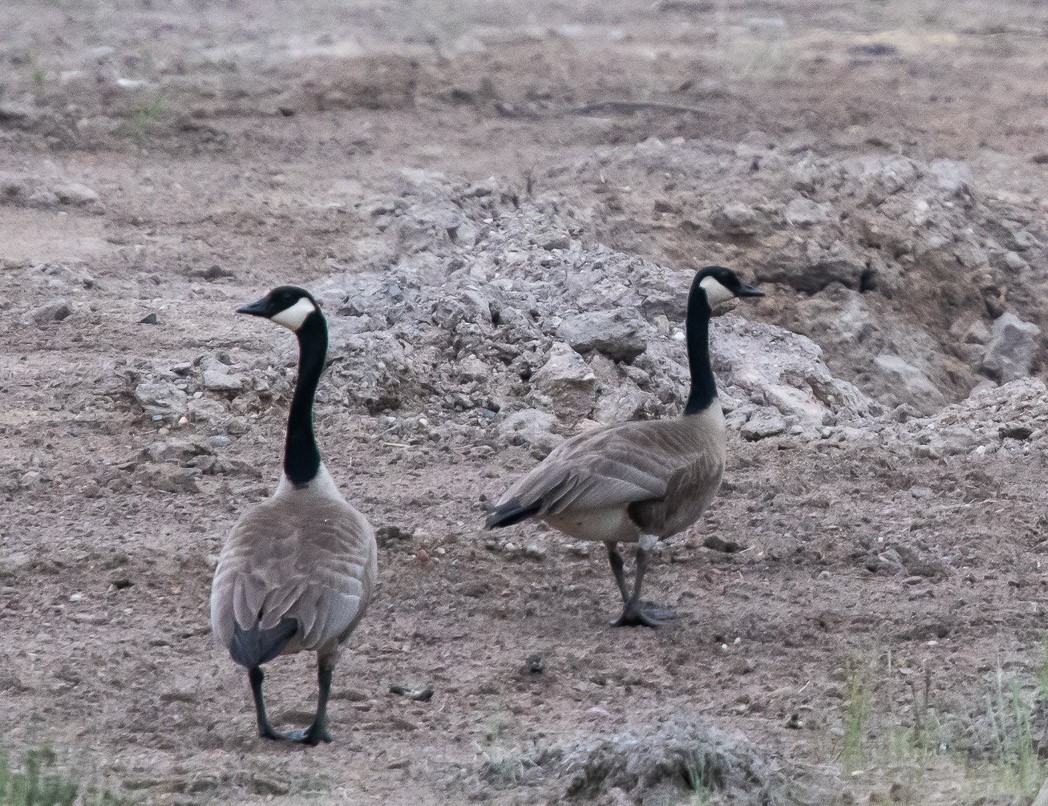 Canada Goose - ML170164941