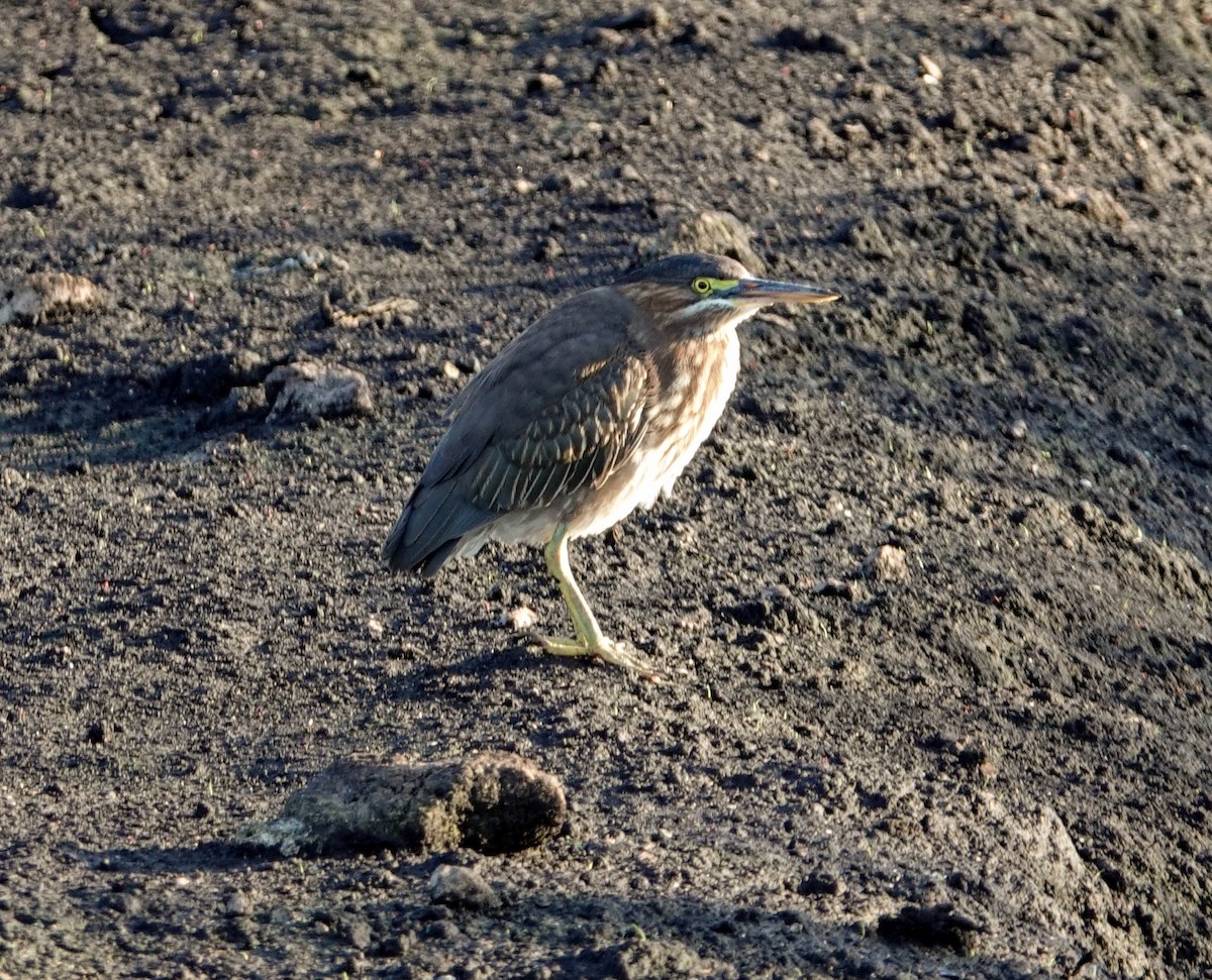 Green Heron - Doreen LePage