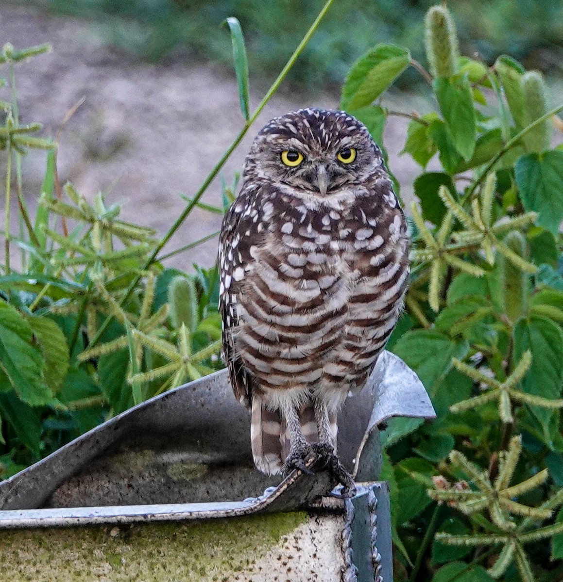 sýček králičí (ssp. floridana) - ML170166801