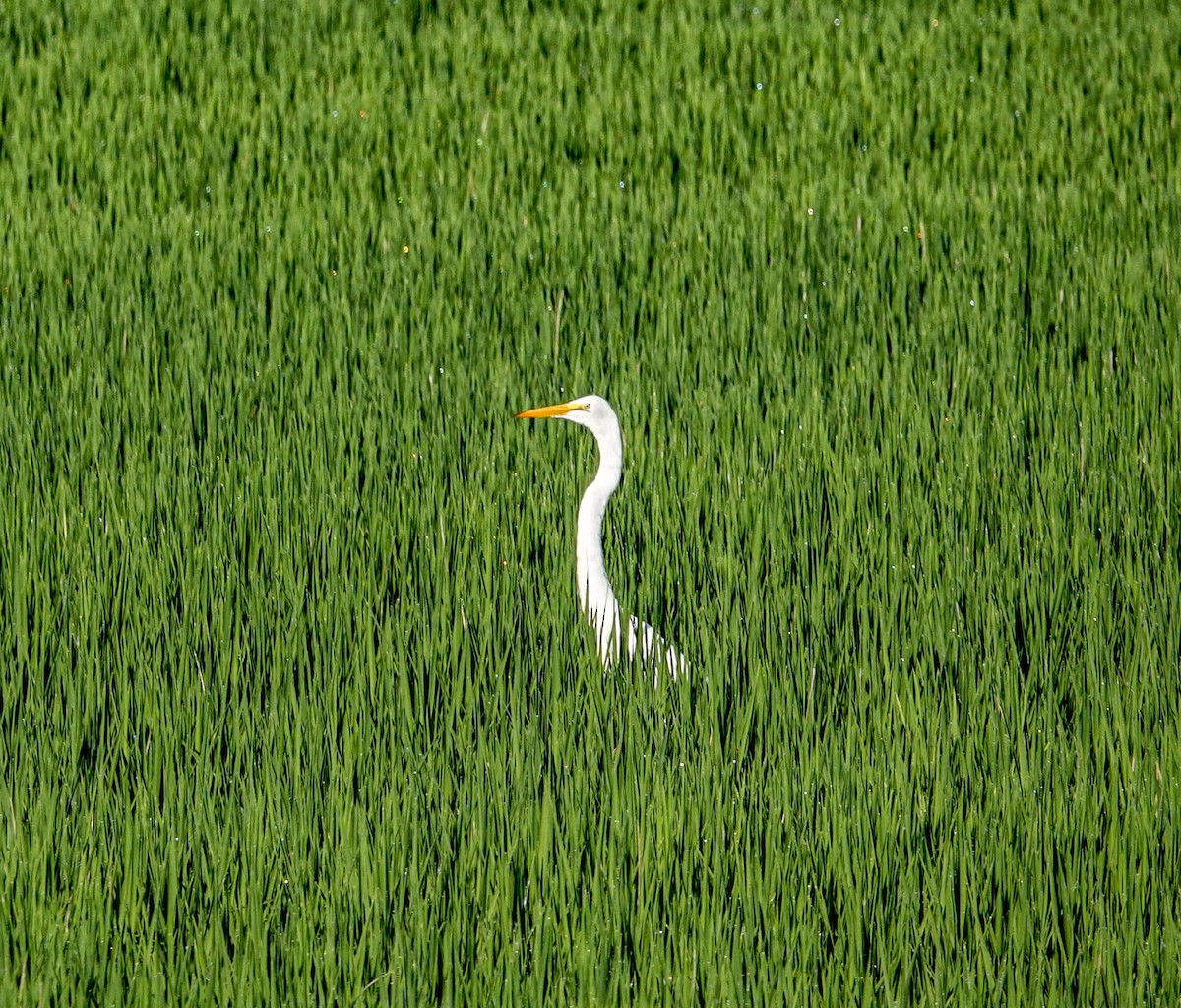 Great Egret - Doreen LePage