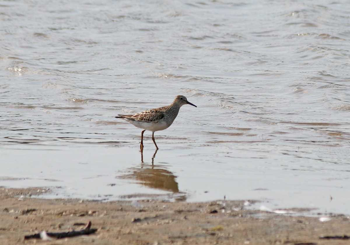 Pectoral Sandpiper - Andrew S. Aldrich