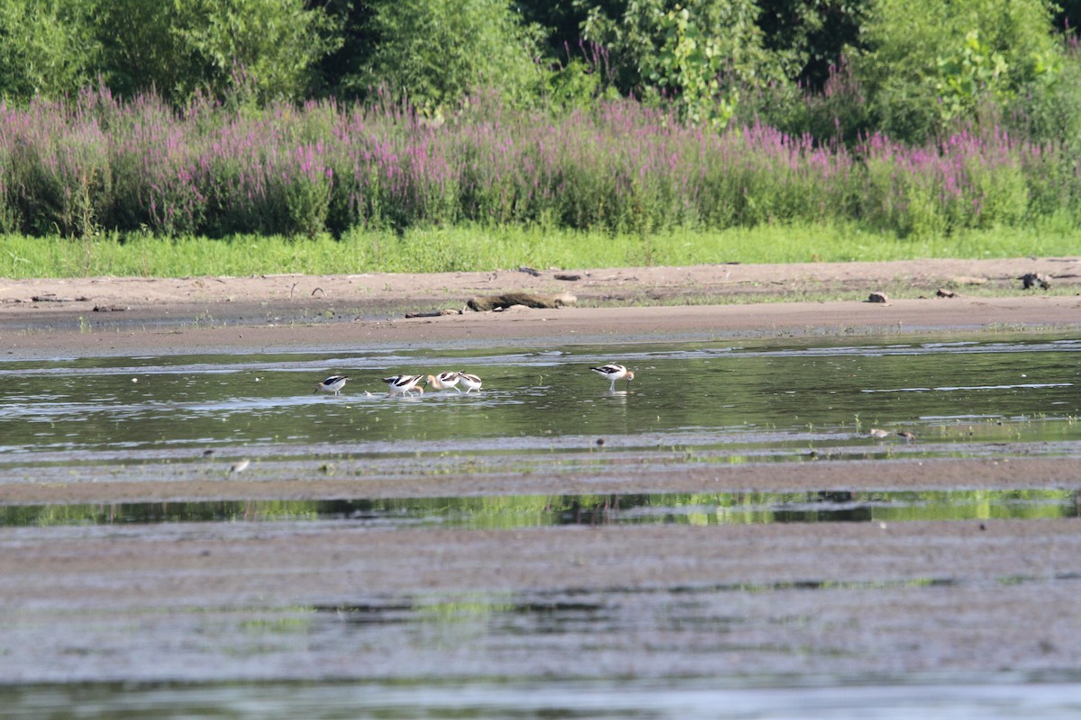 American Avocet - Eric Witmer