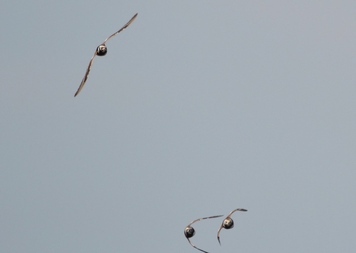 Ruddy Turnstone - ML170168941
