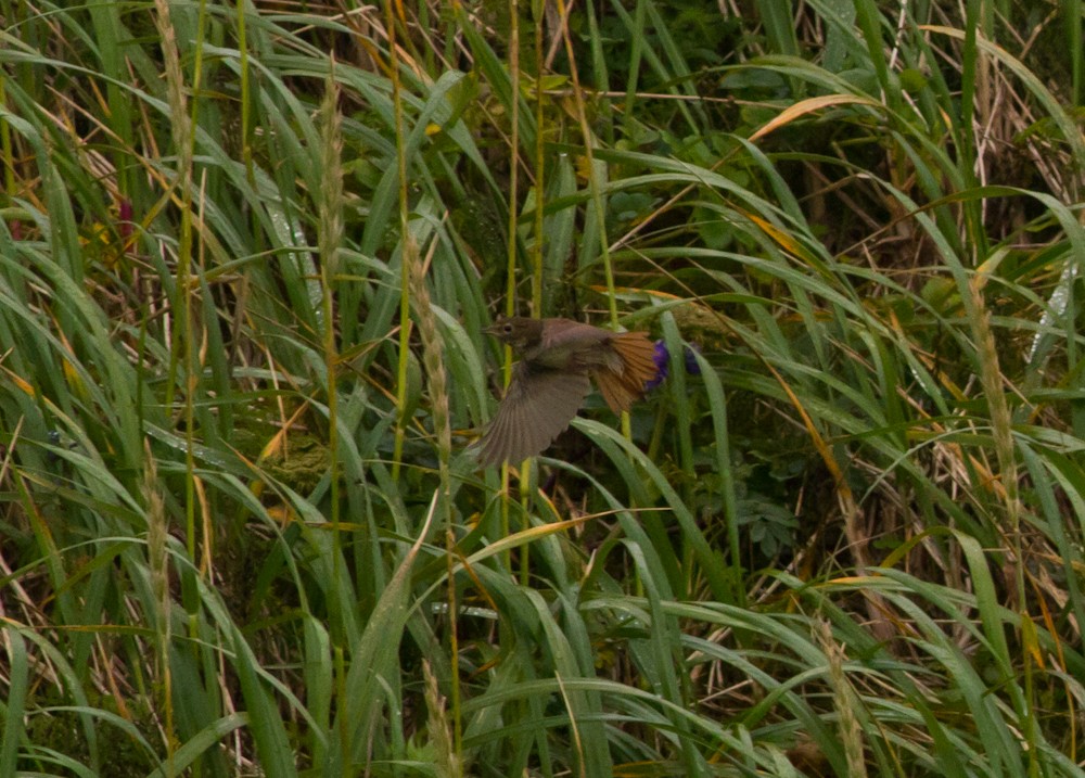 Rufous-tailed Robin - ML170171051