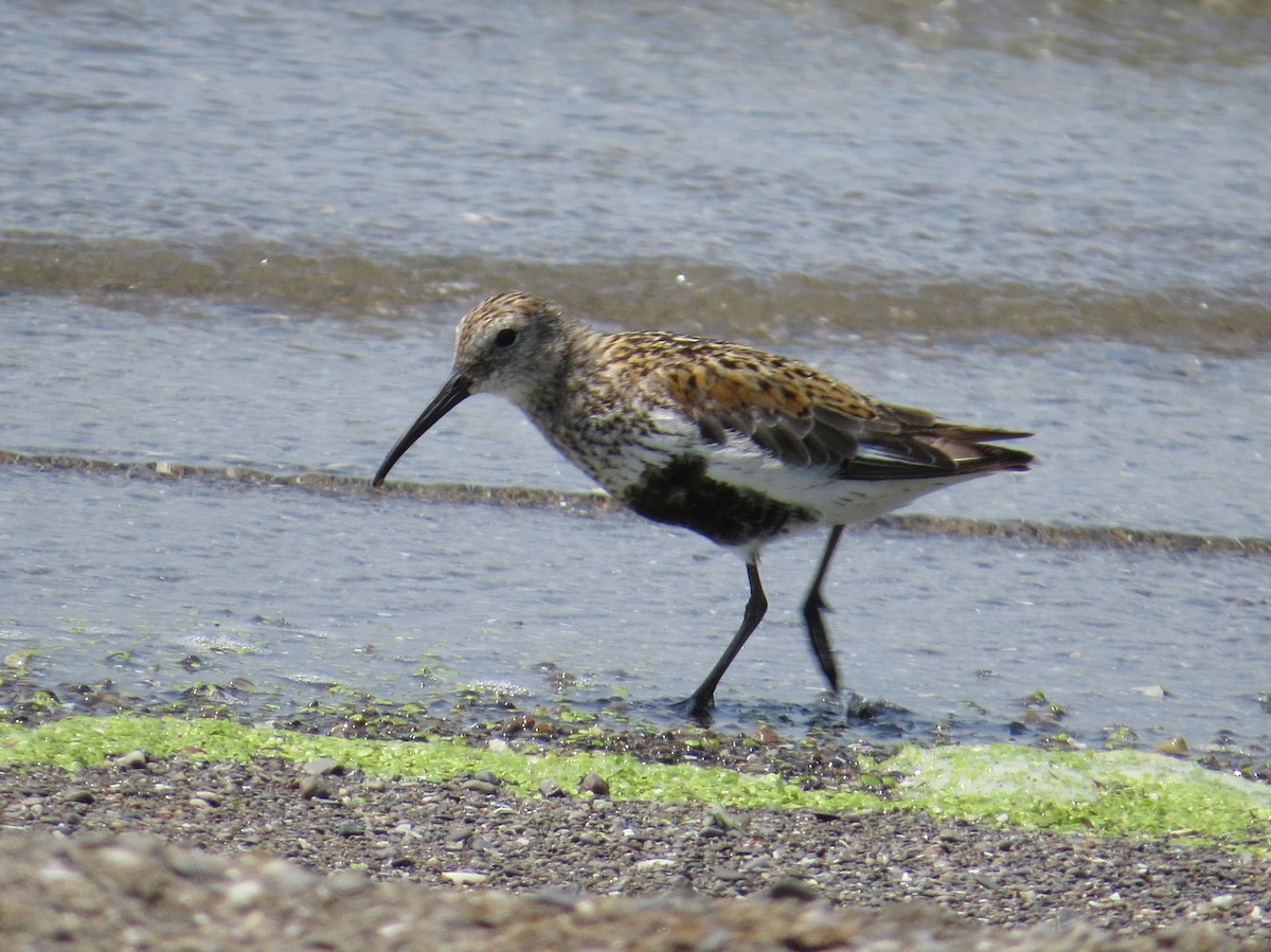 Dunlin - Asher  Warkentin