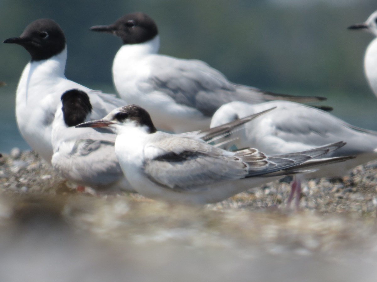 Common Tern - ML170171411