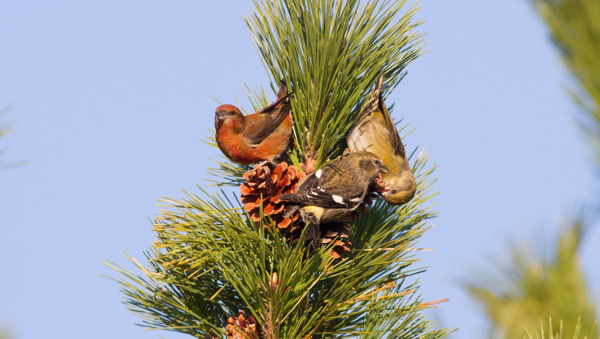 White-winged Crossbill - ML170173531