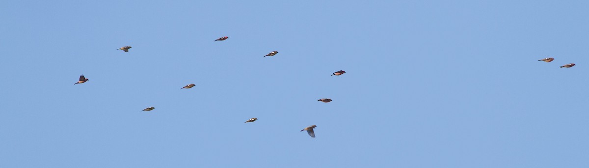 White-winged Crossbill - ML170173961