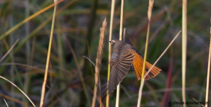 Common Redstart - ML170174631