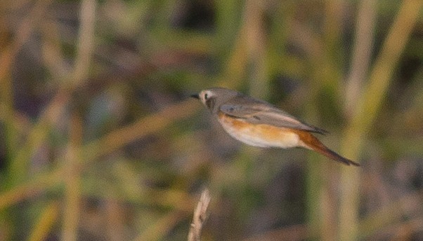 Common Redstart - Doug Gochfeld