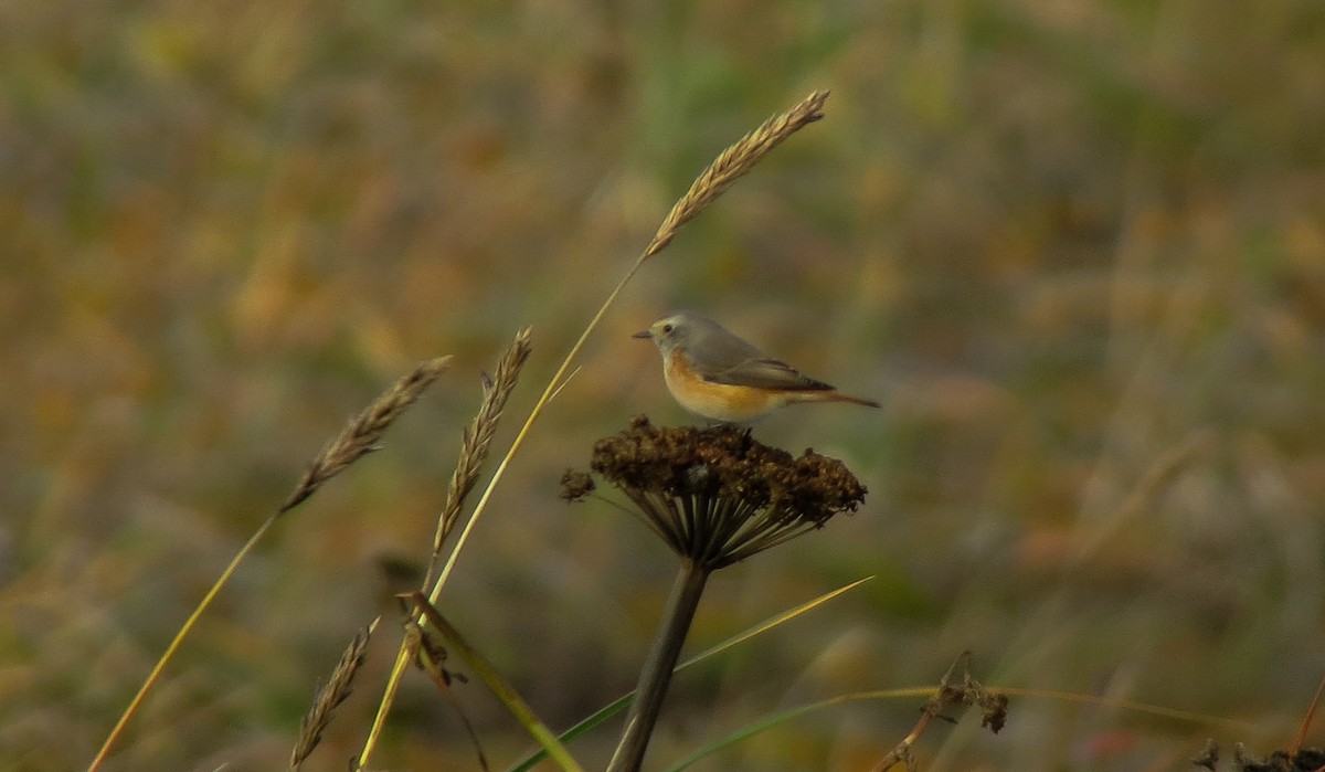 Common Redstart - ML170174711