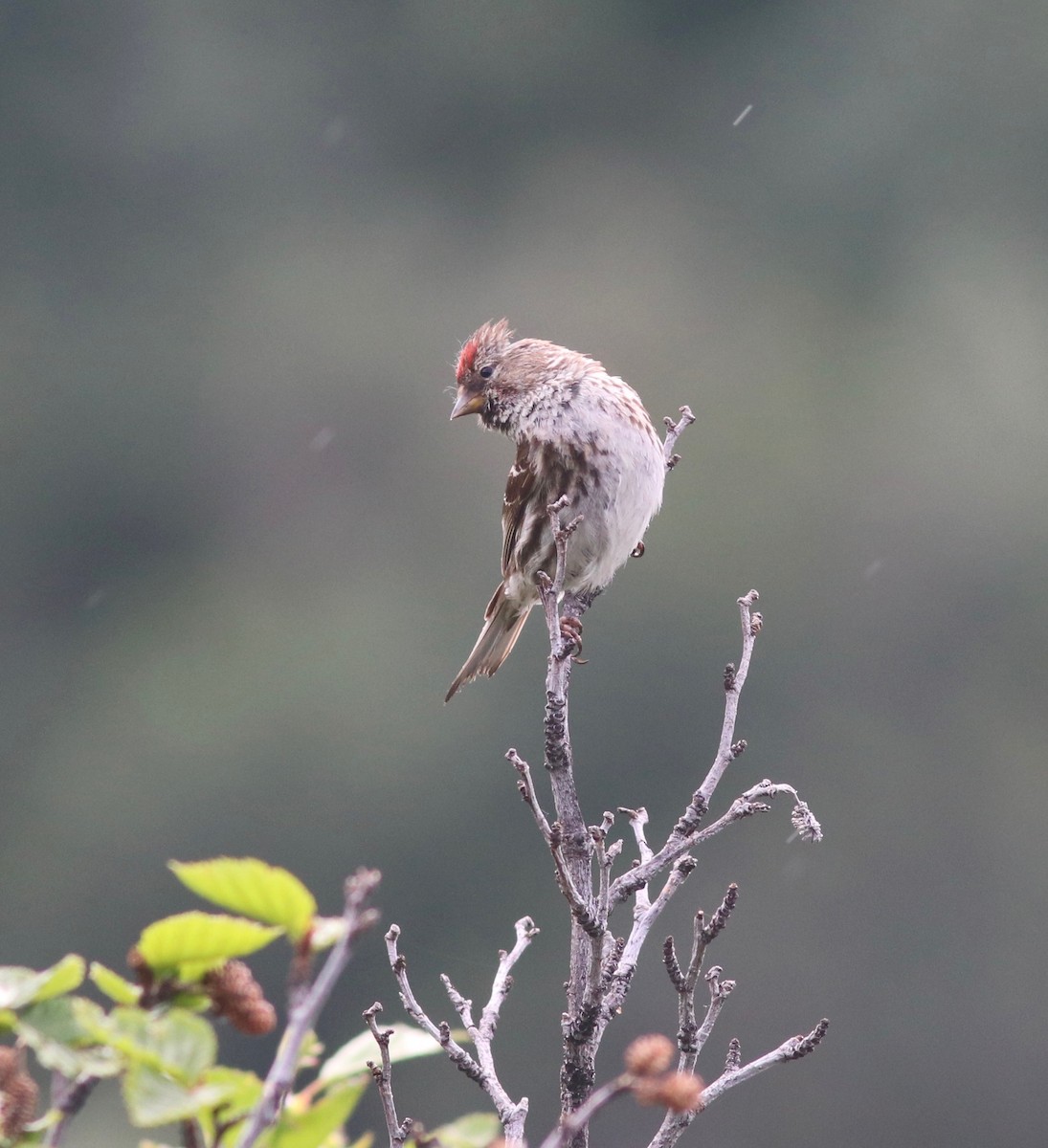 Common Redpoll - Andre Moncrieff