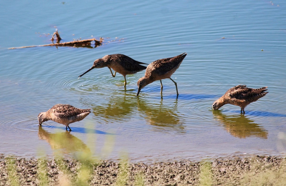 Long-billed Dowitcher - Kaia Colestock