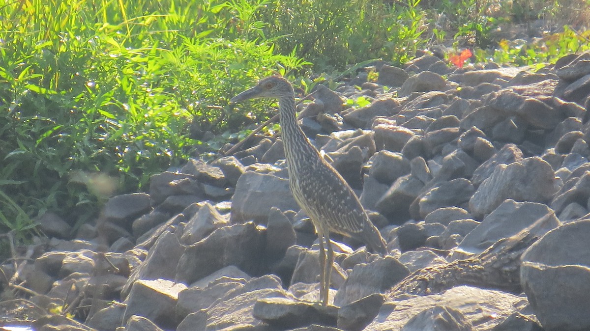 Yellow-crowned Night Heron - ML170179401