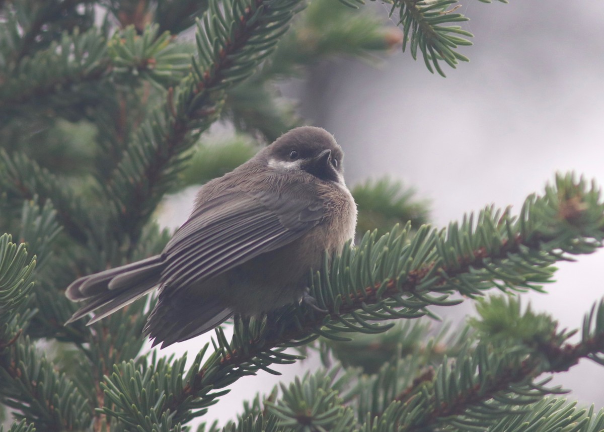 Boreal Chickadee - ML170180241