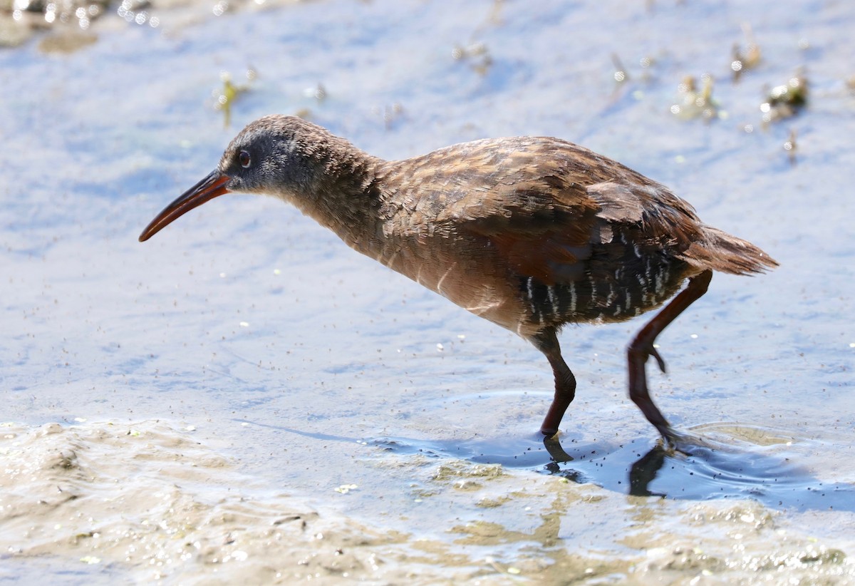 Virginia Rail - ML170182561