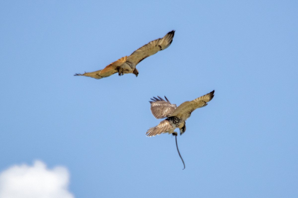 Red-tailed Hawk - Bonita Portzline