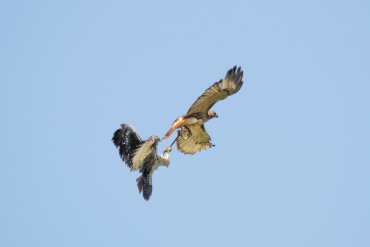 Red-tailed Hawk - Bonita Portzline