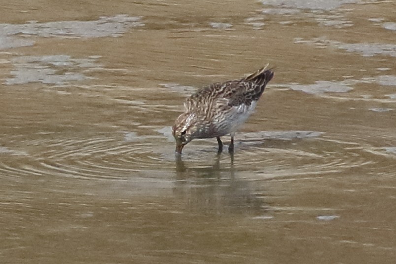 Pectoral Sandpiper - ML170182841